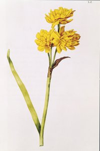 Narcis, uit 